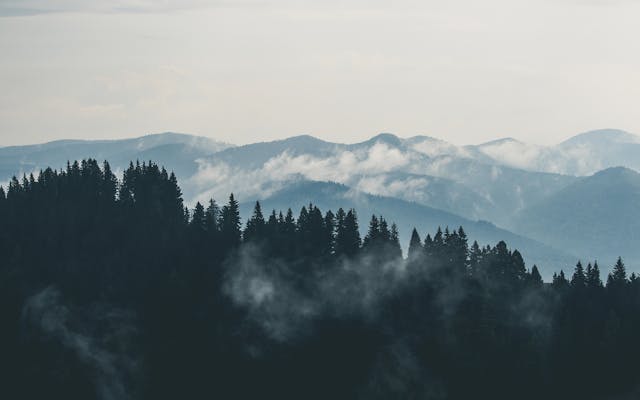 forest